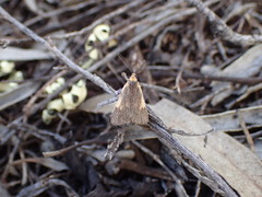 Poliodule xanthodelta