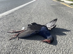 Porphyrio melanotus melanotus