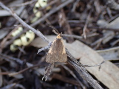 Poliodule xanthodelta