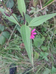 Echinacea purpurea