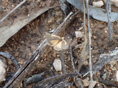 Poliodule xanthodelta