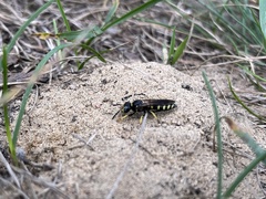 Philanthus solivagus