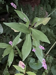 Persicaria longiseta