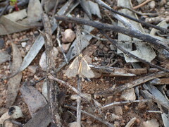 Poliodule xanthodelta