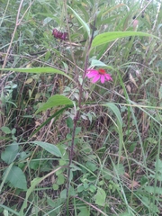 Echinacea purpurea