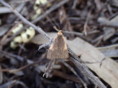 Poliodule xanthodelta