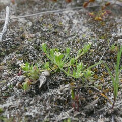 Millotia muelleri