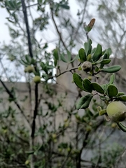 Diospyros texana
