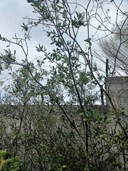 Diospyros texana