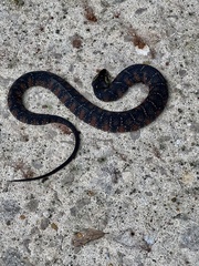 Nerodia fasciata