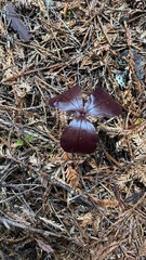 Trillium ovatum