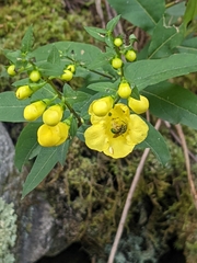 Aureolaria