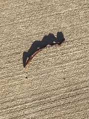 Lumbricus terrestris