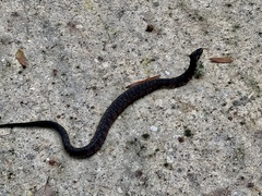 Nerodia fasciata