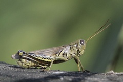 Melanoplus differentialis