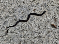 Nerodia fasciata