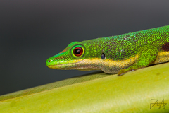 Phelsuma lineata