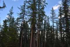 Larix occidentalis