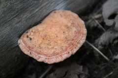 Rhodotus palmatus