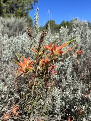 Castilleja miniata