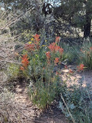 Castilleja miniata