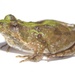 Northern Cricket Frog - Photo (c) Brian Gratwicke, some rights reserved (CC BY)
