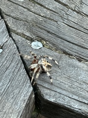 Neoscona domiciliorum