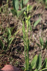 Liatris cylindracea