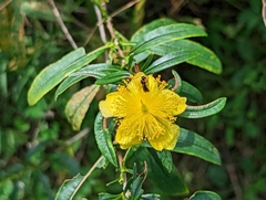 Hypericum prolificum