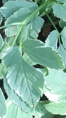 Aegopodium