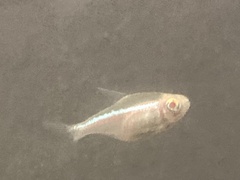 Hyphessobrycon herbertaxelrodi