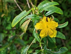 Hypericum prolificum