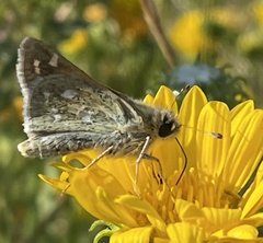 Hesperia assiniboia