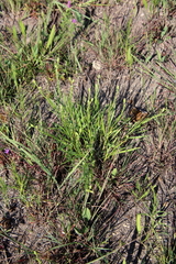 Liatris cylindracea