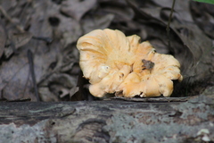 Cantharellus lateritius