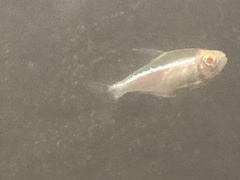 Hyphessobrycon herbertaxelrodi