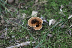 Coltricia cinnamomea