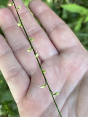 Persicaria virginiana