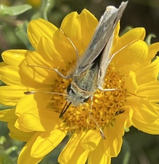 Hesperia assiniboia