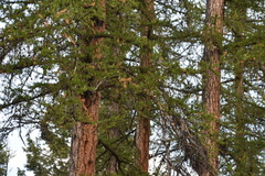 Larix occidentalis