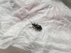 Cyrtepistomus castaneus