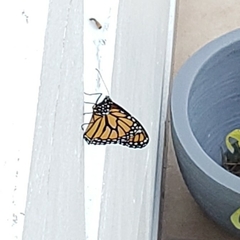 Danaus plexippus plexippus