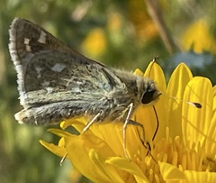Hesperia assiniboia
