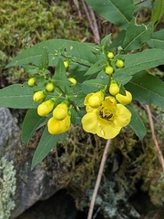 Augochlorini