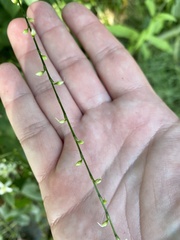 Persicaria virginiana