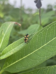 Oncopeltus cingulifer