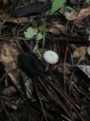 Lactocollybia