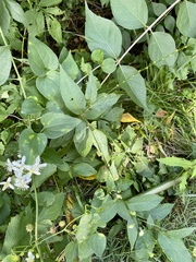 Persicaria virginiana
