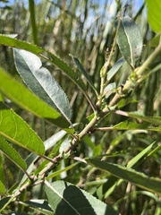 Salix eriocephala