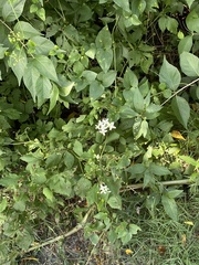 Persicaria virginiana